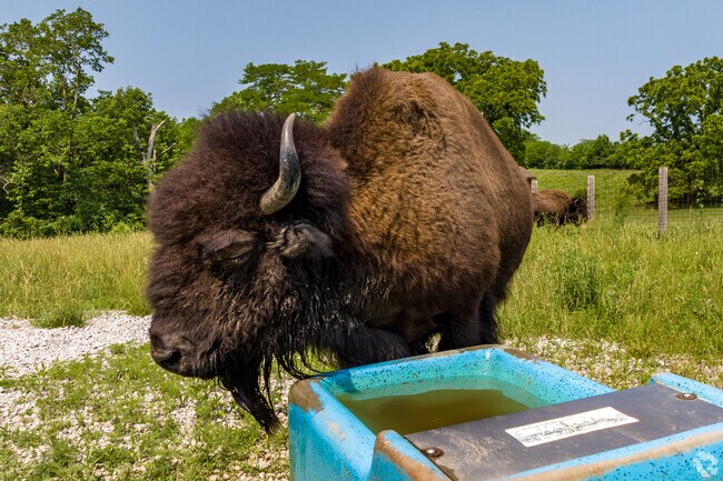 Meet the bison at The Shoal Creek Living Museum in Pleasant Valley.