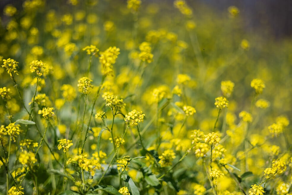 Coliseum Willow Park