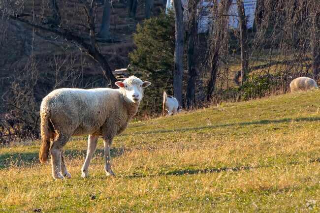 You will see a few wooly neighbors throughout the farms in Lowhill Township.