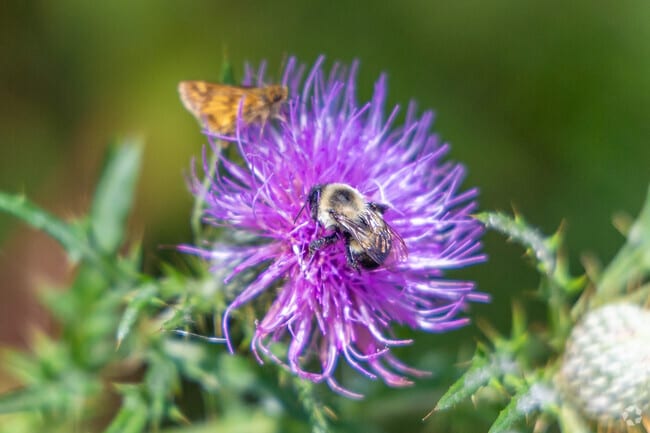 Wildlife and vibrant greenery is prevalent in Ashland.