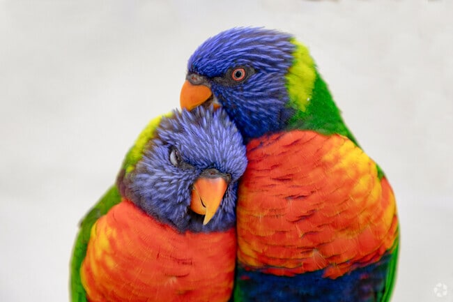 Beautiful parrots are a site to see at Butterfly World in Coconut Creek.