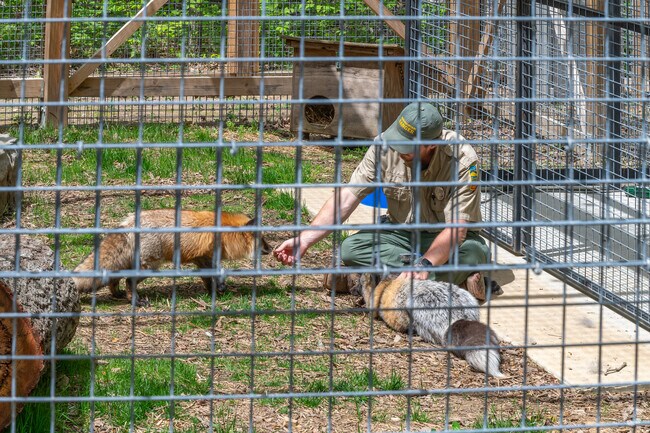A park ranger interacts with foxes during a live feeding at Bays Mountain Park in Kingsport.