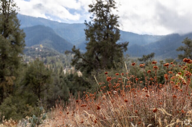Trailhead adorned with wildflowers in Pine Mountain Club.
