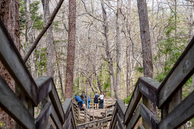 South Cary residents enjoy old growth forests in Hemlock Bluffs Park.