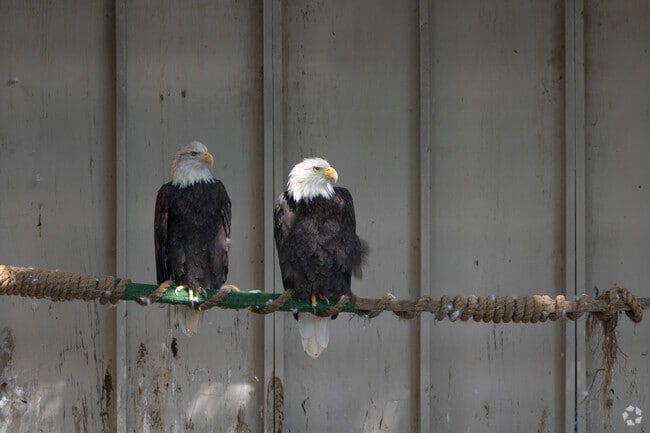 Meet Chatty and Cerena the two Bald Eagle rescues from Alaska at Earthplace in Wolfpit, CT.