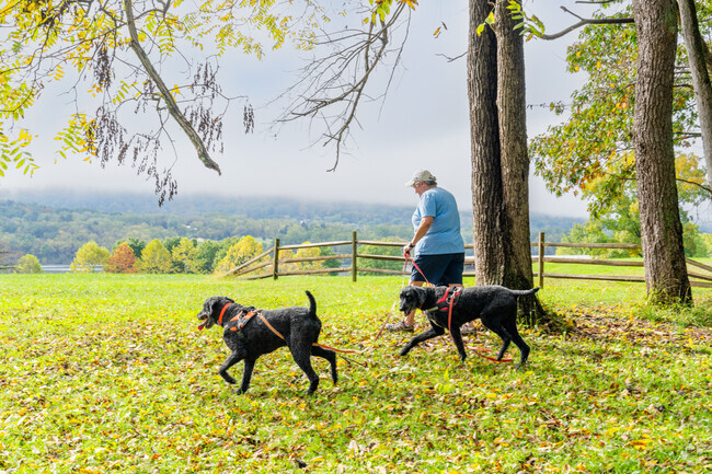 Dogs enjoy the outdoors with campers at Bald Eagle State Park in Howard.
