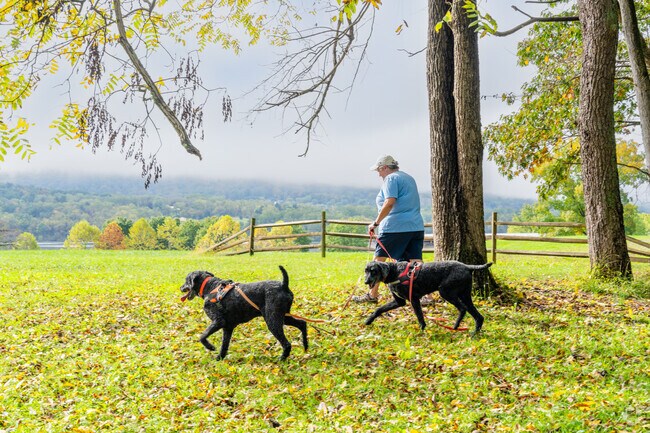 Dogs enjoy the outdoors with campers at Bald Eagle State Park.
