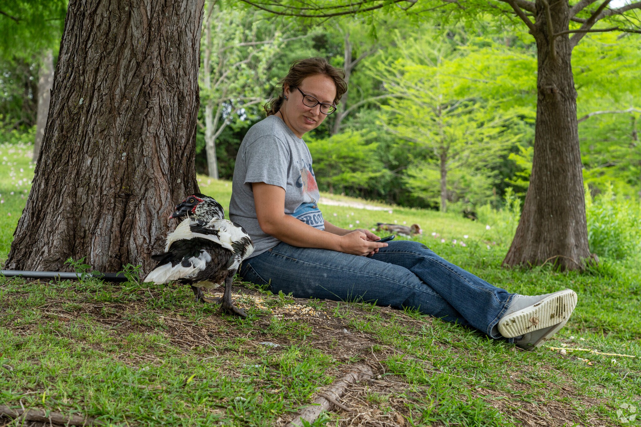 Round Rock West park is home to many ducks and geese.