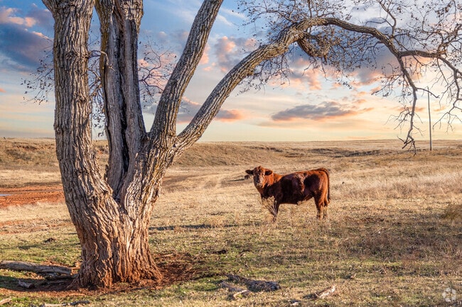 The landscape is dotted with cattle and horses in West Blanchard.
