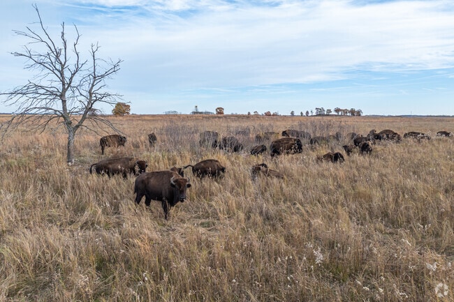 Visitors can watch over 90 bison graze at the Efroymson Prairie at Kankakee Sands.