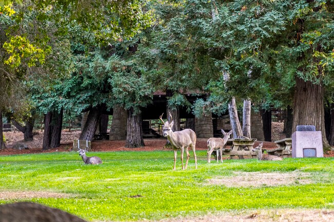 Sanborn County Park has deers out in the open ready to mingle with the campers.