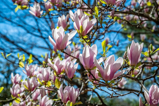 Japanese Magnolias always bloom at Municipal (Langan) Park in Parkhill of Mobile, AL.