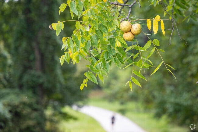 Locals can spend their weekends strolling along the picturesque Jones Falls Trail in Greenspring.