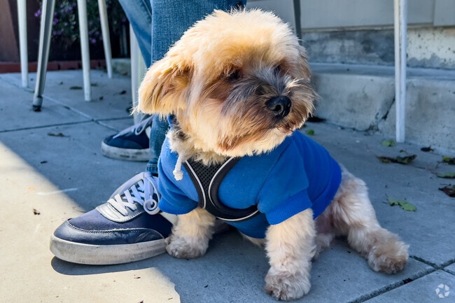 West Berkeley is a safe, walkable space, perfect for dog owners.