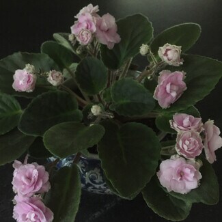 April Crumrine