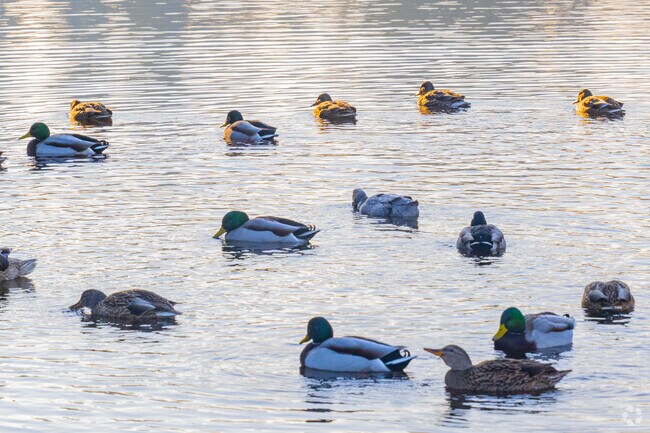 Sit on shores of Five Mile Lake and watch the ducks swim.