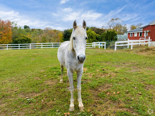 Grazing animals and horse farms are common in North Brookfield.
