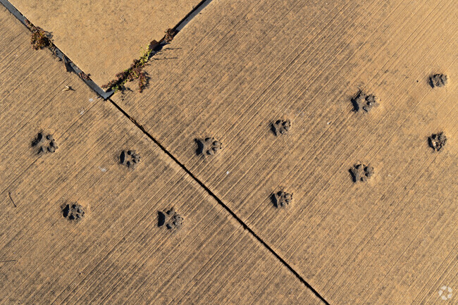 There are a variety of animal prints in the concrete at Pier.