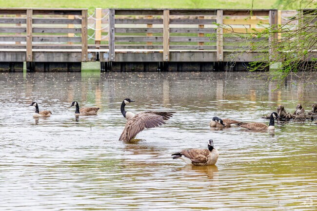 Geese bask in the sun at Ritters Lake.