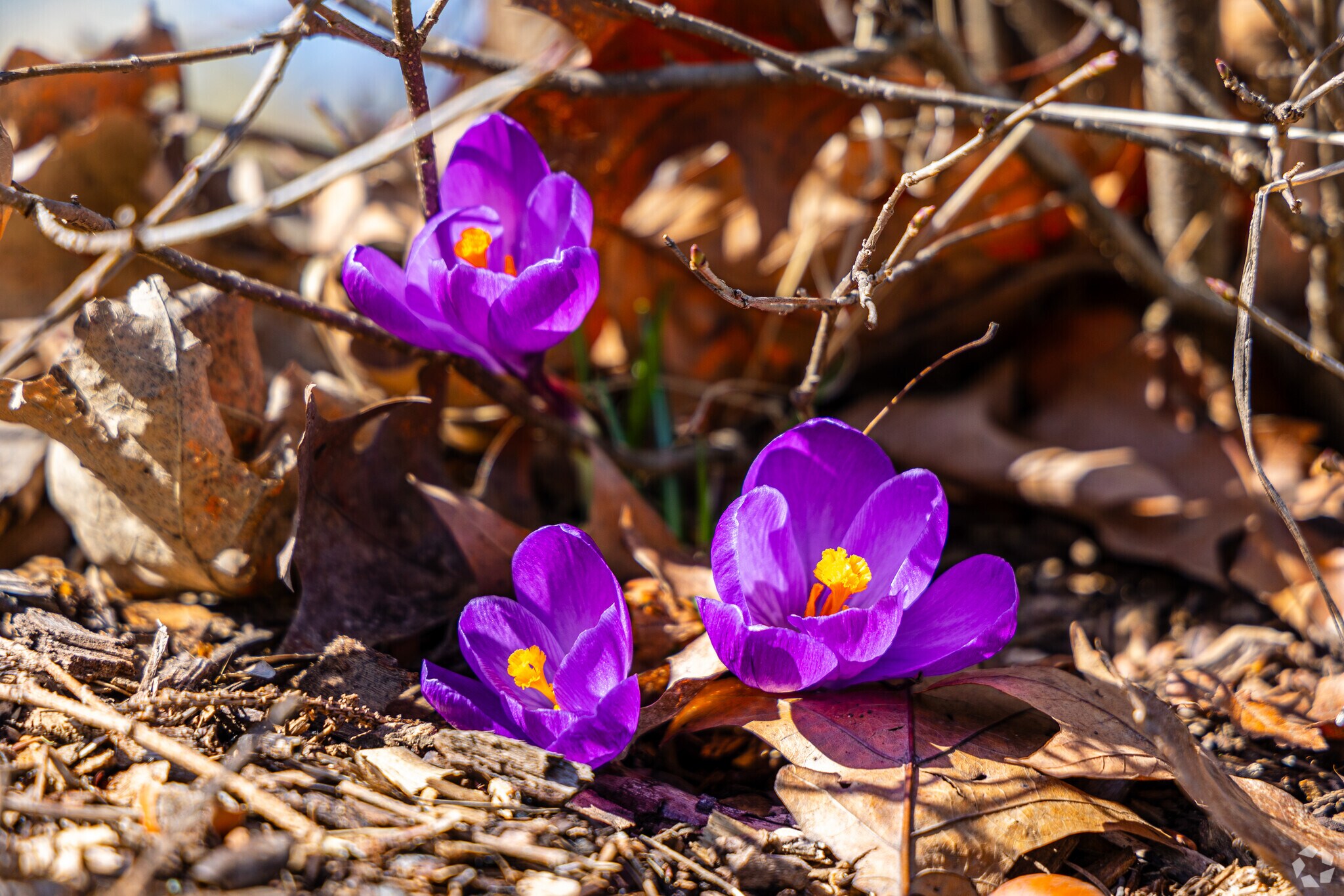 Wild flowers bloom as spring nears in South Ridge.