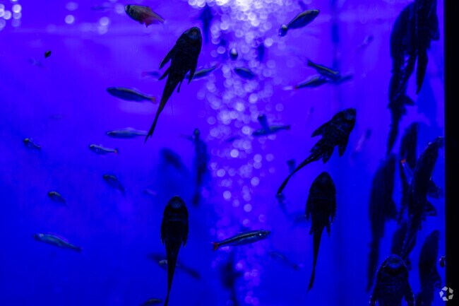 Atlantis Aquatic Gardens features a fascinating variety of exotic fish near Sheridan Park.