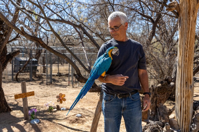 Residents in Tanque Verde have plenty of yard space to own unique pets in a ranch setting.