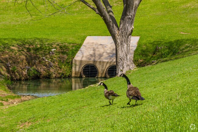 Geese inhabit and wander the Generations Park in Bedford.