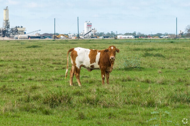 Damon’s farmland often hosts cattle feeding on prairie grass.