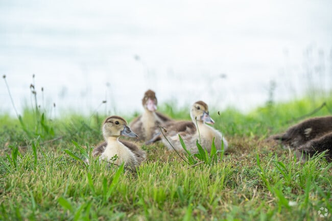 In North Eastlake's Eastlake Park you can sit and enjoy all the newcomers lounging around.