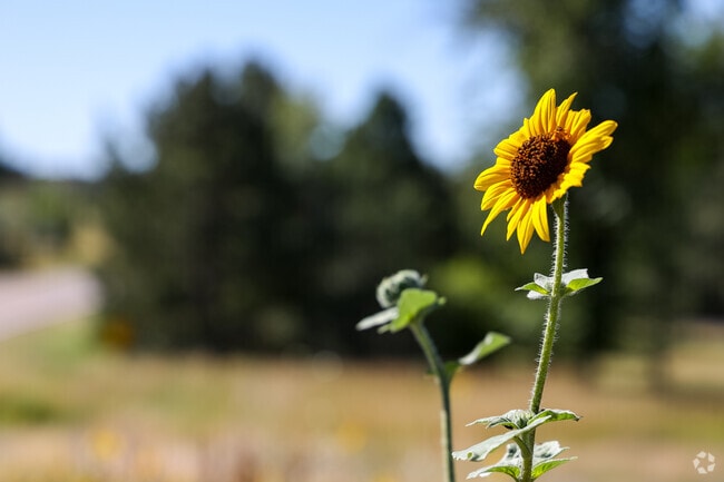 Flora and fauna line the streets of Antelope-Chapparal, Centennial.