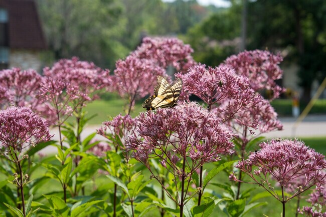 A flower garden with a butterfly in the city of Newport.