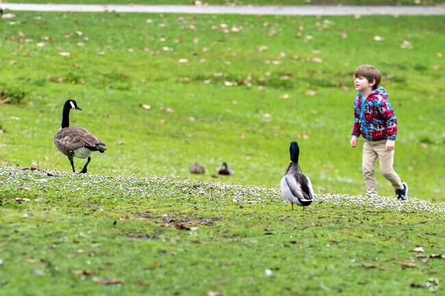 A child enjoys a playful moment with ducks at Jeffrey Fontana Park in Crossgate.