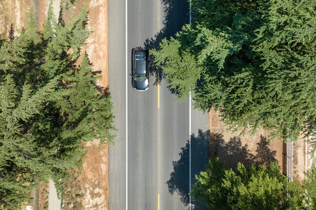 Aerial view of pine trees growing in the Calimesa area.
