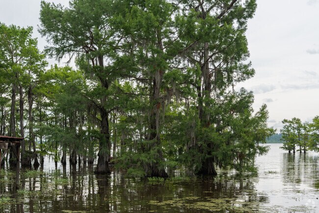 Buyers will find a plethora of Cypress trees growing all around Elm Grove.