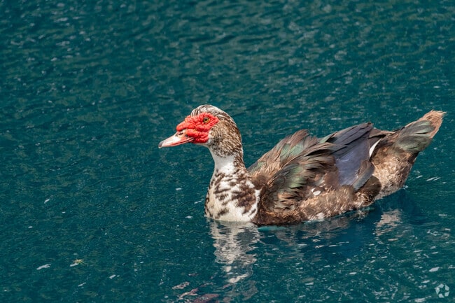 Friendly ducks at nearby water features greet all Legends Run residents who visit.