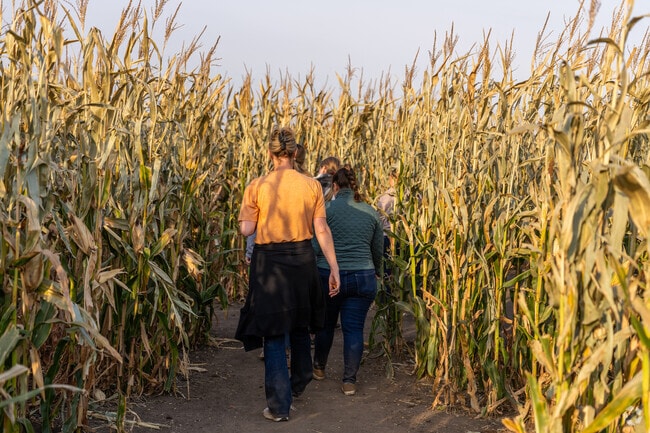 A family makes their way through the Heartland Country Corn Maze.