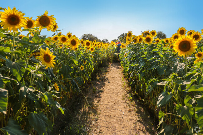 Find a new perspective at the Colby Farm Sunflowers Festival.