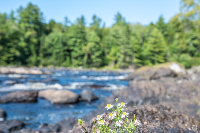 Flowers grow through the rocks along the shores of the Mattawamkeag River.