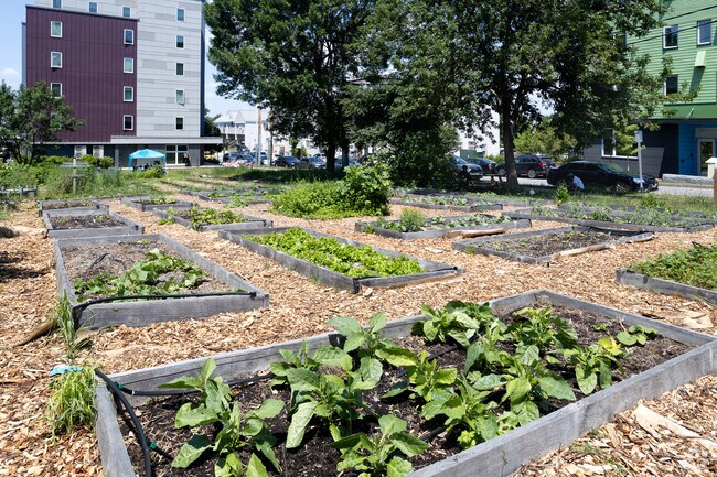 Boyd Street Community Garden is a great amenity in East Bayside.
