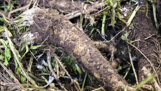 Collinsville’s sandy soil is conducive to growing the horseradish crop.