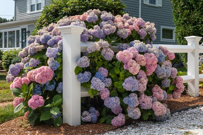 Visitors to Popponesset know hydrangeas are essential in every garden.
