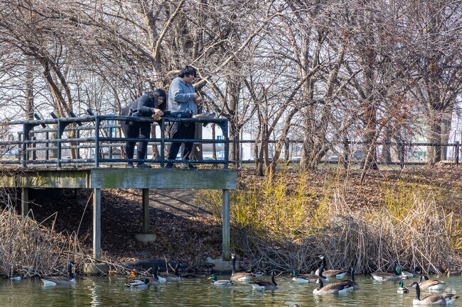 Feeding the geese at the lagoon in Riis Park in Belmont Central is a popular activity.