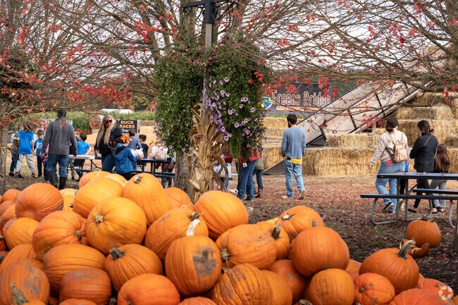 There are no shortage of pumpkins as Green Bridges Pumpkin Patch.