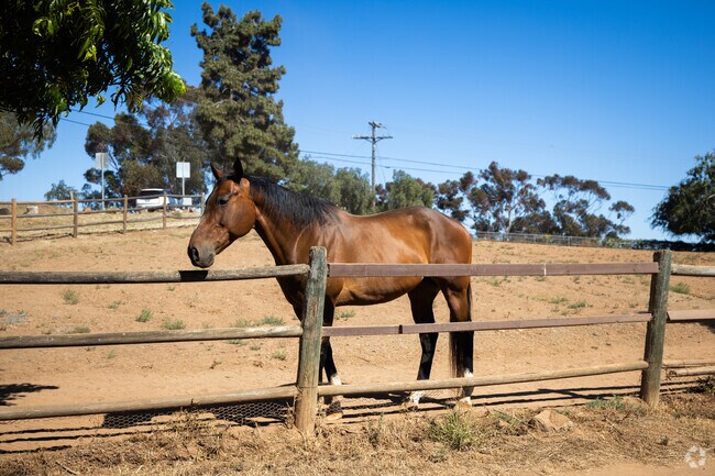 Many residents in Olivenhain own horses, giving the area a distinctly rural character with bridle paths and backyard barns.