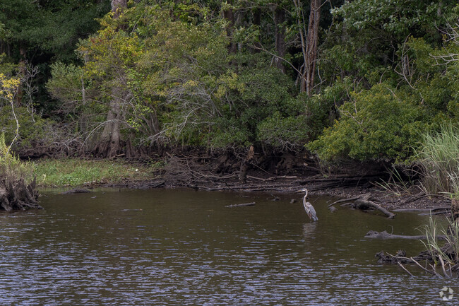 Archie Blue Park is home to many species including the Lesser Blue Heron.