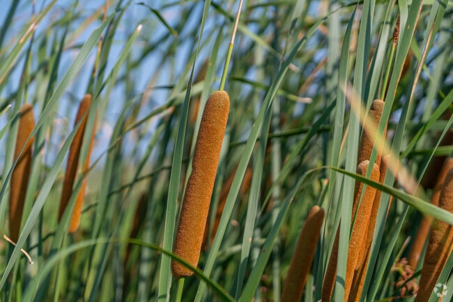 Cattails