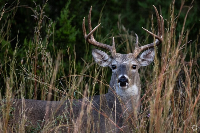 A beautiful white-tail buck roaming the neighborhoods in Kyle.
