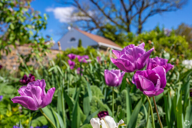 Purple tulips guide visitors along the trail at Goodstay Gardens in Wawaset.