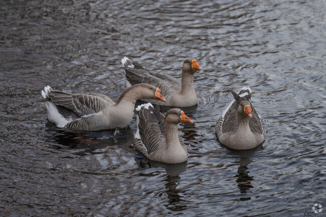 White fronted geese are migratory visitors to the Coury Heights neighborhood enjoying the river.