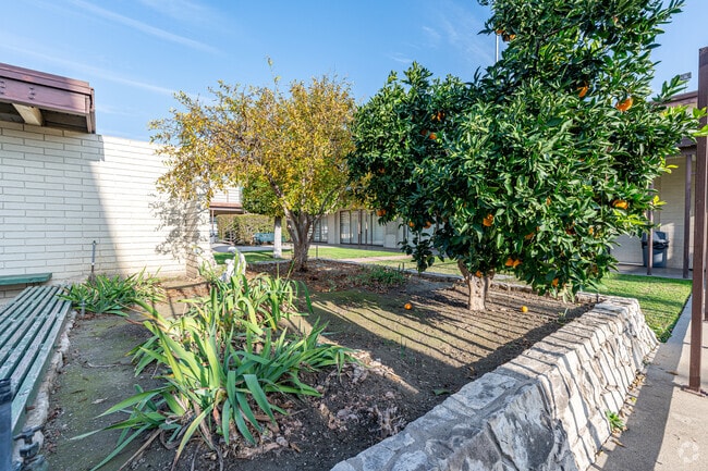 A fruit tree at St Mark's Episcopal School in Downey